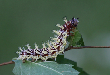 Eastern Comma caterpillar on Elm